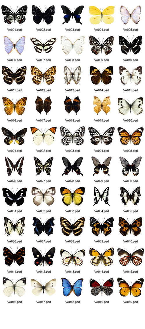 Butterfly%2050%20High%20Quality%20PSD%20File%20For%20Designers.jpg